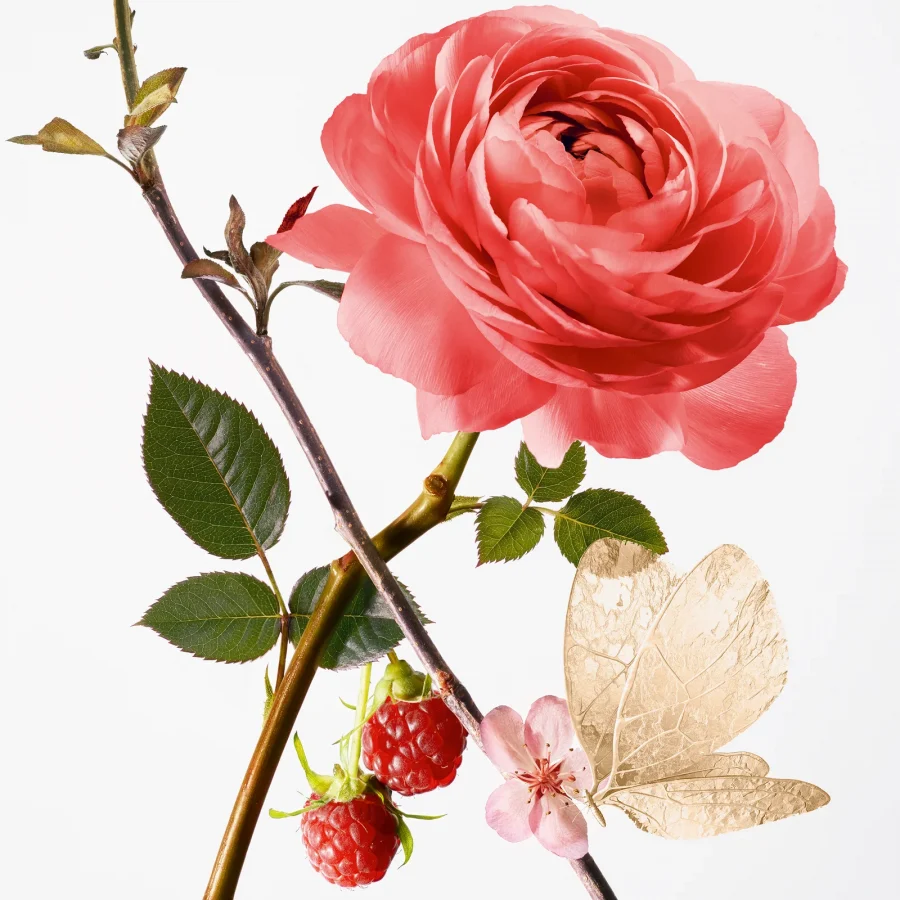 Rose  pompon - Goutal Paris - immagine 2